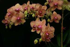 Phalaenopsis Relatives