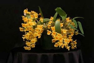 Orchid Pots