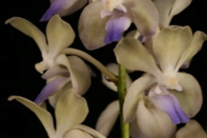 Growing Orchids in April