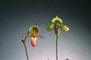 Paphiopedilum Orchids