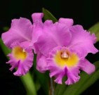 Orchid Growing Tips by Courtney Hackney
