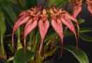 Bulbophyllum Culture