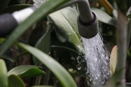 Watering and Water Quality
