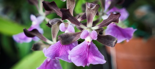 St. Augustine Orchid Society - North Florida Orchid Growing