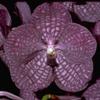 January in Your Orchid Collection