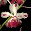 February in Your Orchid Collection