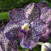 July in Your Orchid Collection