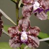 October in Your Orchid Collection