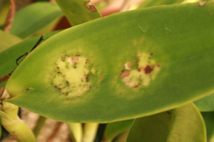 Orchid Diseases