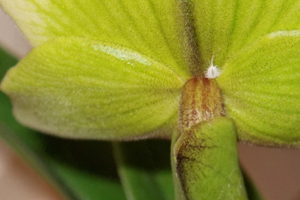 Mealybugs on Orchid
