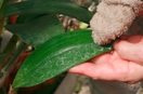 Remove Hard Water Spotting and Shine Orchid Leaves
