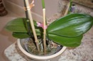 Bud Drop on Phalaenopsis Orchid