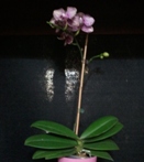 Repotted Phalaenopsis from Sphagnum into Bark Mix