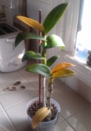 Dendrobium Leaves Yellowing and Dropping
