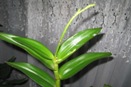 Dendrobium Flower Spike Split