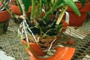 Orchid Root Tips Turn Brown at Edge of Pot