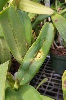 Spot on Cattleya Leaf