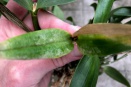 Silvered Dendrobium Leaves