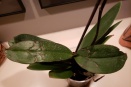 Leaf Damage on Phalaenopsis