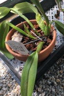 Cattleya Leaves Floppy after Repotting