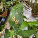 Cercosporoid Fungus on Cattleya