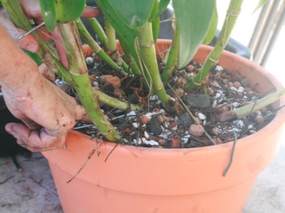 Repotting Cattleya