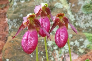 U.S. Native Orchids