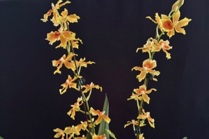Image 283-7