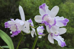 Photo of the Month from the Show Table