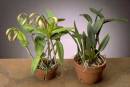 Why Won't My Orchid Rebloom - Understanding the Light Requirements of Orchids