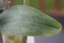 Salt deposits from hard water form on orchid leaf