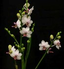 Phalaenopsis Culture