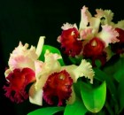 Growing Orchids Month by Month