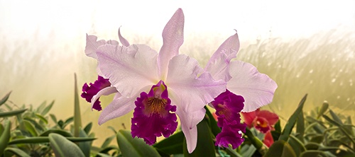 Show Table and Orchid Photographs