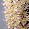 June in Your Orchid Collection