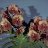 November in Your Orchid Collection