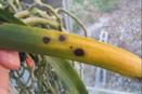 Acidovorax - Bacterial Brown Spot on Vanda Orchid - photo courtesy of Robert Cating