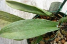 Fusarium Wilt on Cattleya Orchid
