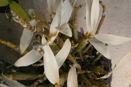Freeze Damage Resulting in Death of Dendrobium Orchid