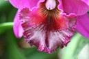 Fertilizer Burn on Cattleya Orchid Flower