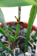 Calcium Deficiency Causes Necrosis on New Orchid Growth