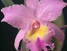 Orchid Virus - Color Break in Flower - photo courtesy of the American Orchid Society