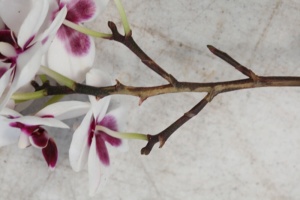 Fusarium Wilt - Phalaenopsis Flower Spike