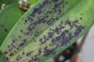 Severe Expression of Virus in Cattleya