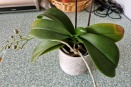 Yellow Leaf Tips on Phalaenopsis
