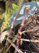 What's Chewing on My Orchids