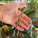 Psychopsis Sprouting New Flower