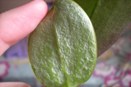 Silver Markings from Mites on Underside of Orchid Leaf