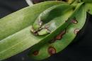 Microfungus? - Elongated Streak on Phalaenopsis Orchid