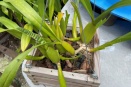 Pot vs. Basket for Miltonia